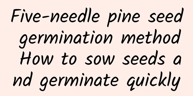 Five-needle pine seed germination method How to sow seeds and germinate quickly
