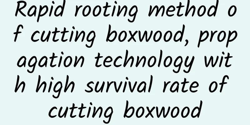 Rapid rooting method of cutting boxwood, propagation technology with high survival rate of cutting boxwood