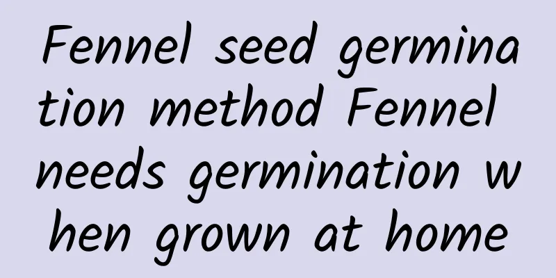 Fennel seed germination method Fennel needs germination when grown at home