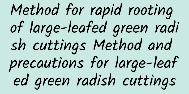 Method for rapid rooting of large-leafed green radish cuttings Method and precautions for large-leafed green radish cuttings