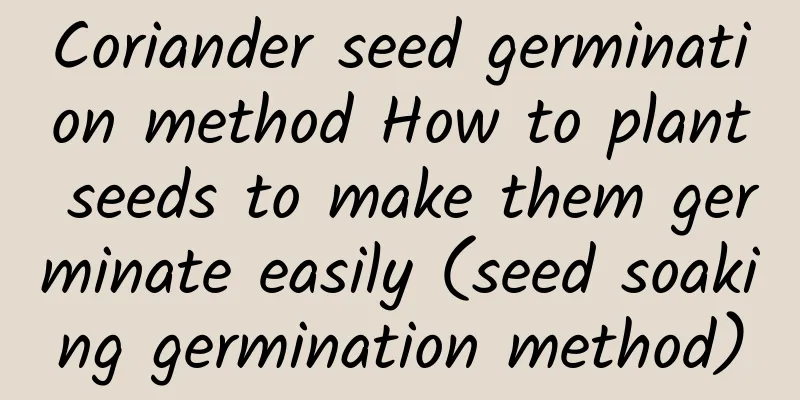 Coriander seed germination method How to plant seeds to make them germinate easily (seed soaking germination method)