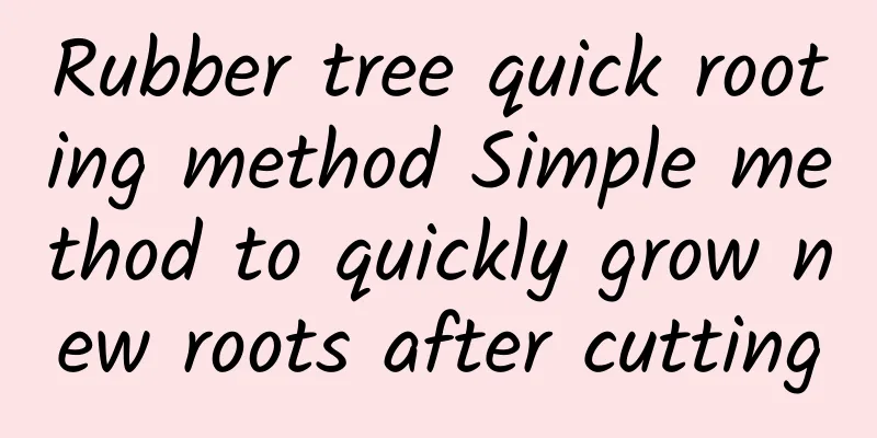 Rubber tree quick rooting method Simple method to quickly grow new roots after cutting