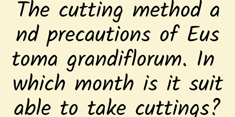 The cutting method and precautions of Eustoma grandiflorum. In which month is it suitable to take cuttings?