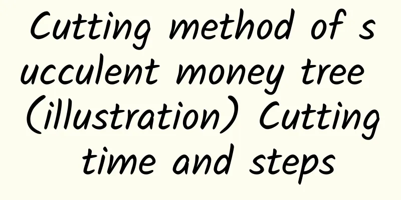Cutting method of succulent money tree (illustration) Cutting time and steps