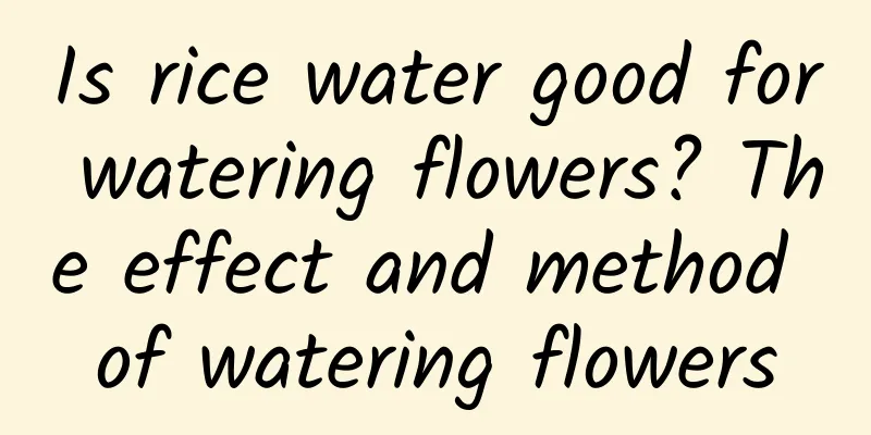 Is rice water good for watering flowers? The effect and method of watering flowers