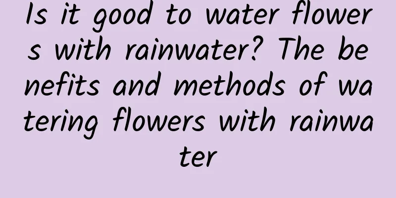 Is it good to water flowers with rainwater? The benefits and methods of watering flowers with rainwater