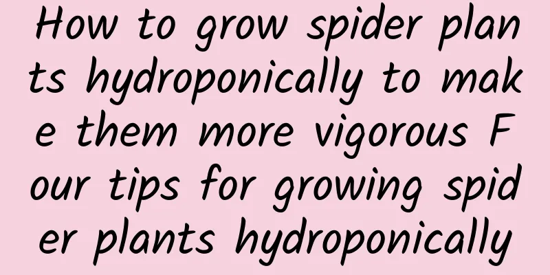 How to grow spider plants hydroponically to make them more vigorous Four tips for growing spider plants hydroponically
