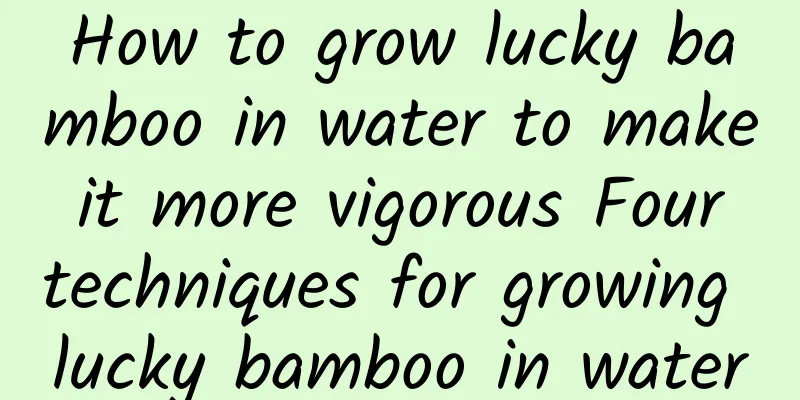 How to grow lucky bamboo in water to make it more vigorous Four techniques for growing lucky bamboo in water