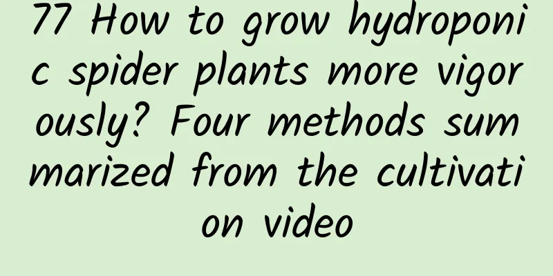 77 How to grow hydroponic spider plants more vigorously? Four methods summarized from the cultivation video