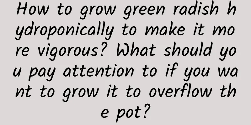 How to grow green radish hydroponically to make it more vigorous? What should you pay attention to if you want to grow it to overflow the pot?