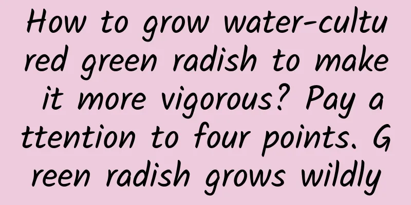 How to grow water-cultured green radish to make it more vigorous? Pay attention to four points. Green radish grows wildly