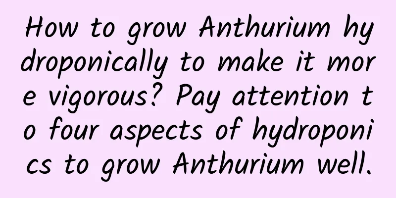 How to grow Anthurium hydroponically to make it more vigorous? Pay attention to four aspects of hydroponics to grow Anthurium well.