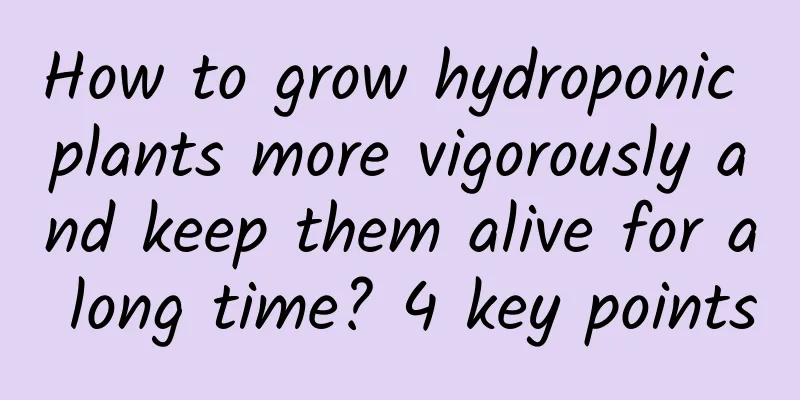 How to grow hydroponic plants more vigorously and keep them alive for a long time? 4 key points