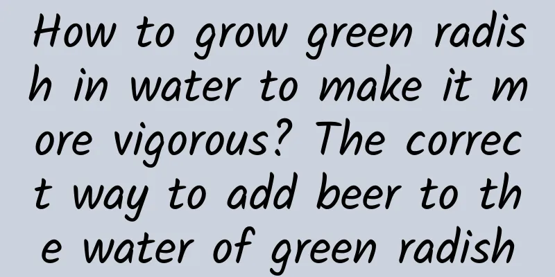 How to grow green radish in water to make it more vigorous? The correct way to add beer to the water of green radish
