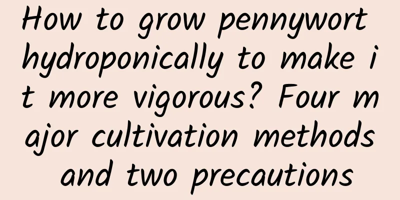 How to grow pennywort hydroponically to make it more vigorous? Four major cultivation methods and two precautions