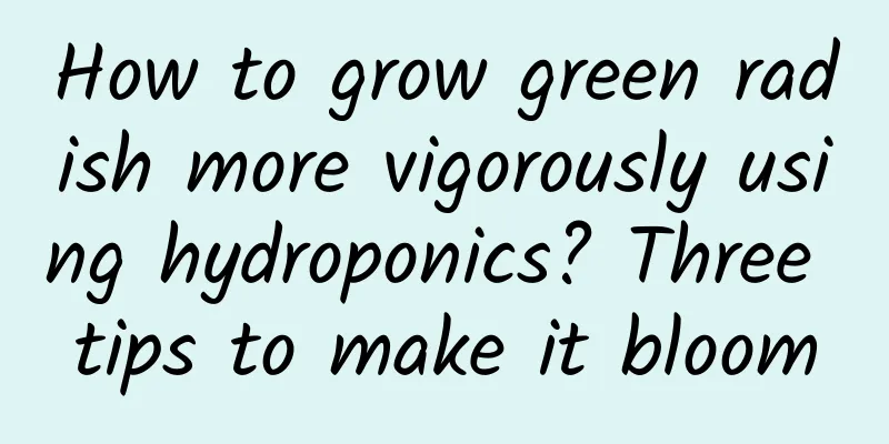 How to grow green radish more vigorously using hydroponics? Three tips to make it bloom