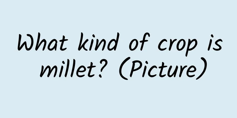 What kind of crop is millet? (Picture)