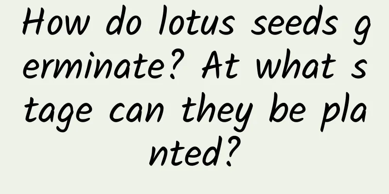 How do lotus seeds germinate? At what stage can they be planted?
