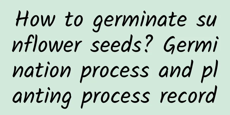 How to germinate sunflower seeds? Germination process and planting process record