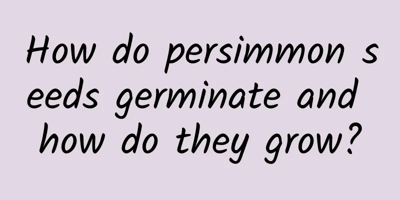 How do persimmon seeds germinate and how do they grow?