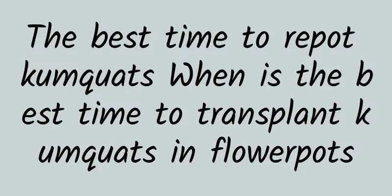 The best time to repot kumquats When is the best time to transplant kumquats in flowerpots