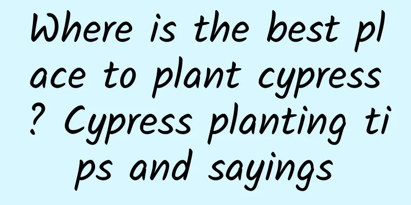 Where is the best place to plant cypress? Cypress planting tips and sayings