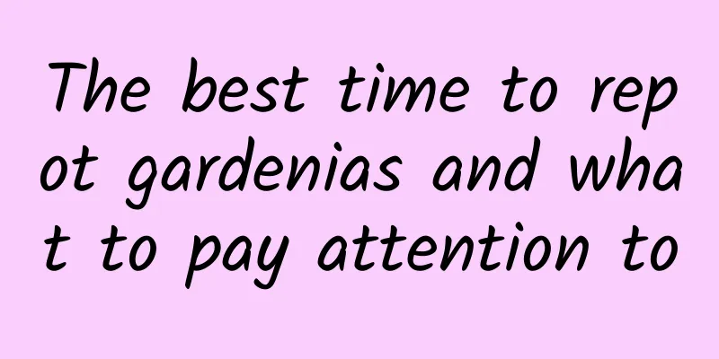The best time to repot gardenias and what to pay attention to