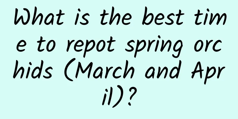 What is the best time to repot spring orchids (March and April)?
