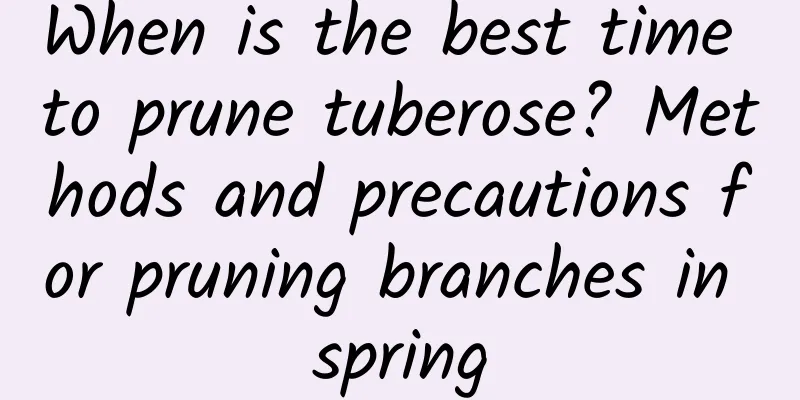 When is the best time to prune tuberose? Methods and precautions for pruning branches in spring