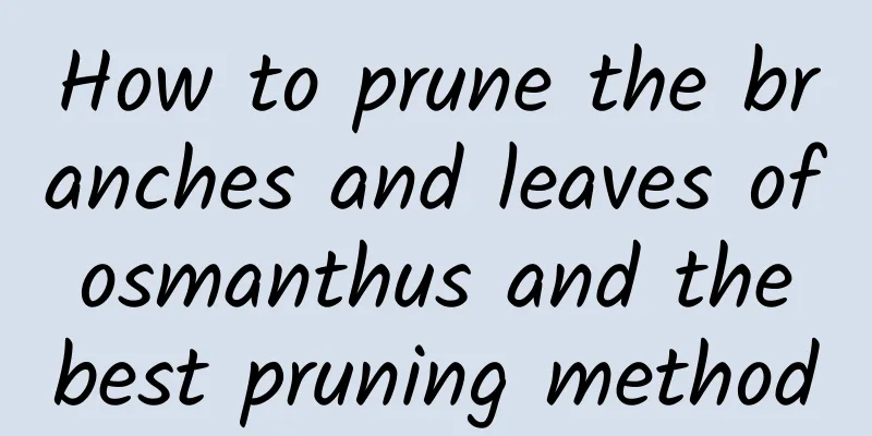 How to prune the branches and leaves of osmanthus and the best pruning method