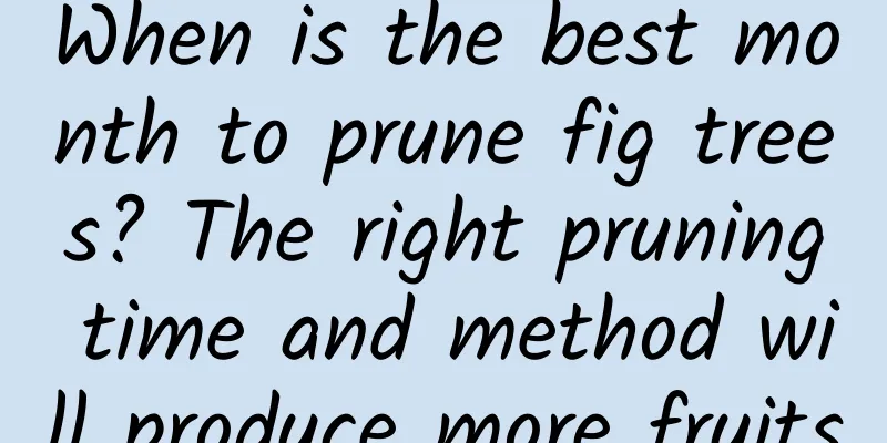 When is the best month to prune fig trees? The right pruning time and method will produce more fruits
