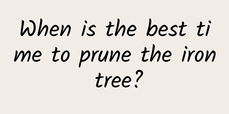 When is the best time to prune the iron tree?