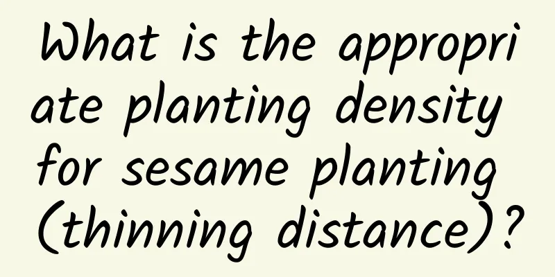 What is the appropriate planting density for sesame planting (thinning distance)?