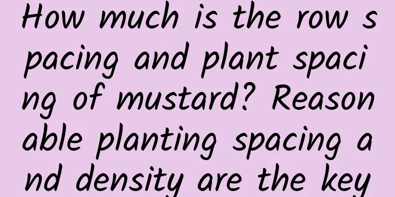 How much is the row spacing and plant spacing of mustard? Reasonable planting spacing and density are the key