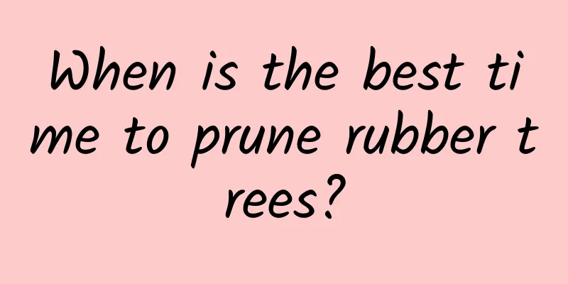 When is the best time to prune rubber trees?
