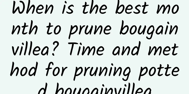 When is the best month to prune bougainvillea? Time and method for pruning potted bougainvillea