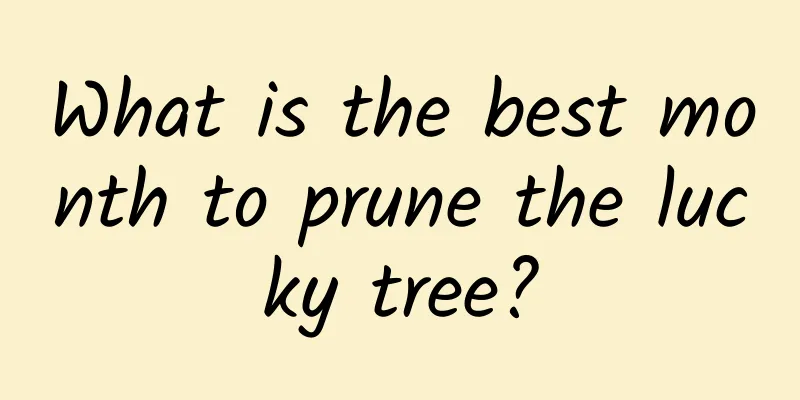 What is the best month to prune the lucky tree?