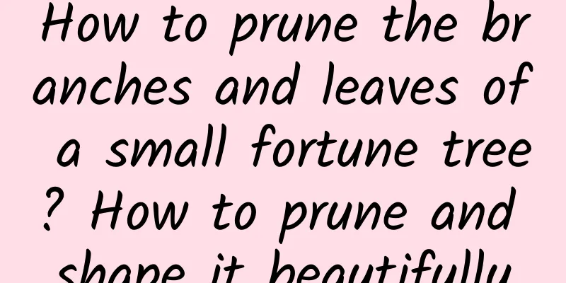 How to prune the branches and leaves of a small fortune tree? How to prune and shape it beautifully