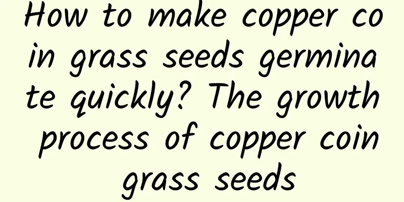 How to make copper coin grass seeds germinate quickly? The growth process of copper coin grass seeds