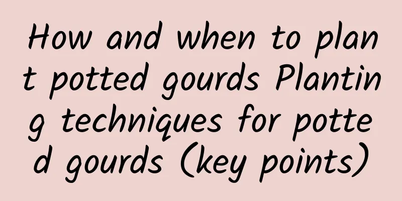 How and when to plant potted gourds Planting techniques for potted gourds (key points)