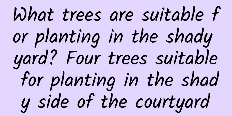 What trees are suitable for planting in the shady yard? Four trees suitable for planting in the shady side of the courtyard