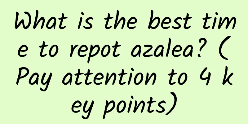 What is the best time to repot azalea? (Pay attention to 4 key points)