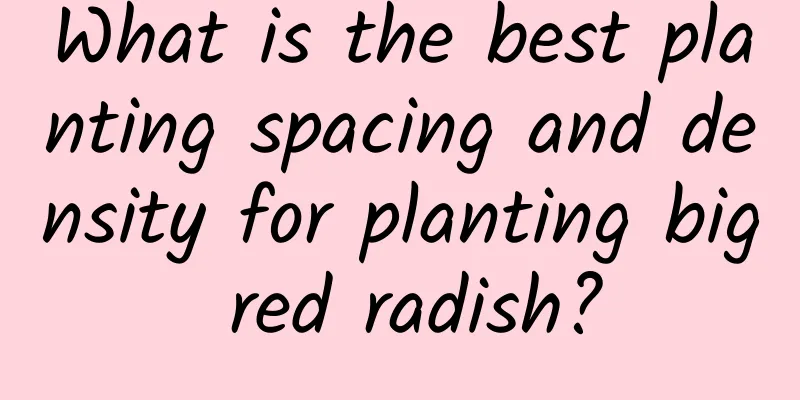 What is the best planting spacing and density for planting big red radish?