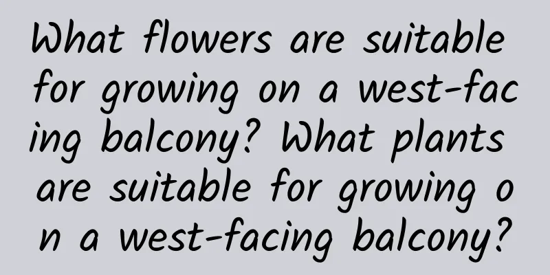 What flowers are suitable for growing on a west-facing balcony? What plants are suitable for growing on a west-facing balcony?