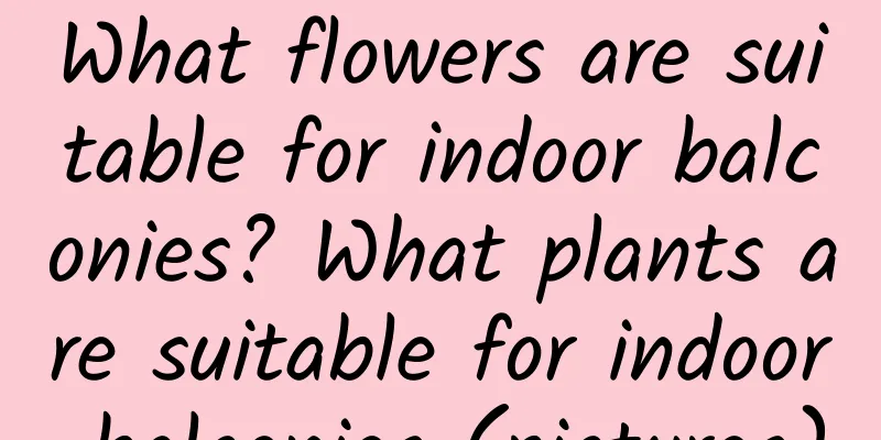 What flowers are suitable for indoor balconies? What plants are suitable for indoor balconies (pictures)