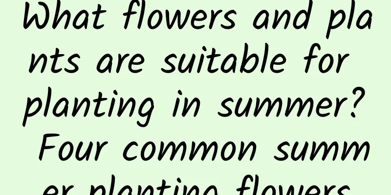What flowers and plants are suitable for planting in summer? Four common summer planting flowers