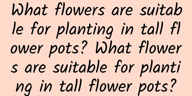 What flowers are suitable for planting in tall flower pots? What flowers are suitable for planting in tall flower pots?