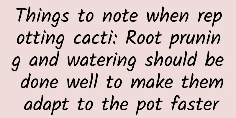 Things to note when repotting cacti: Root pruning and watering should be done well to make them adapt to the pot faster
