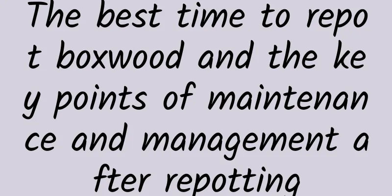 The best time to repot boxwood and the key points of maintenance and management after repotting