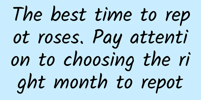 The best time to repot roses. Pay attention to choosing the right month to repot